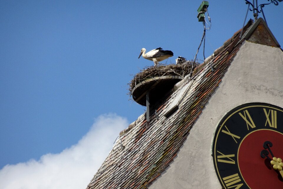 Stork sky Free photos