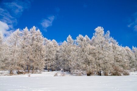 Tree cold season photo