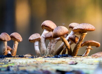 Toadstool wood moss