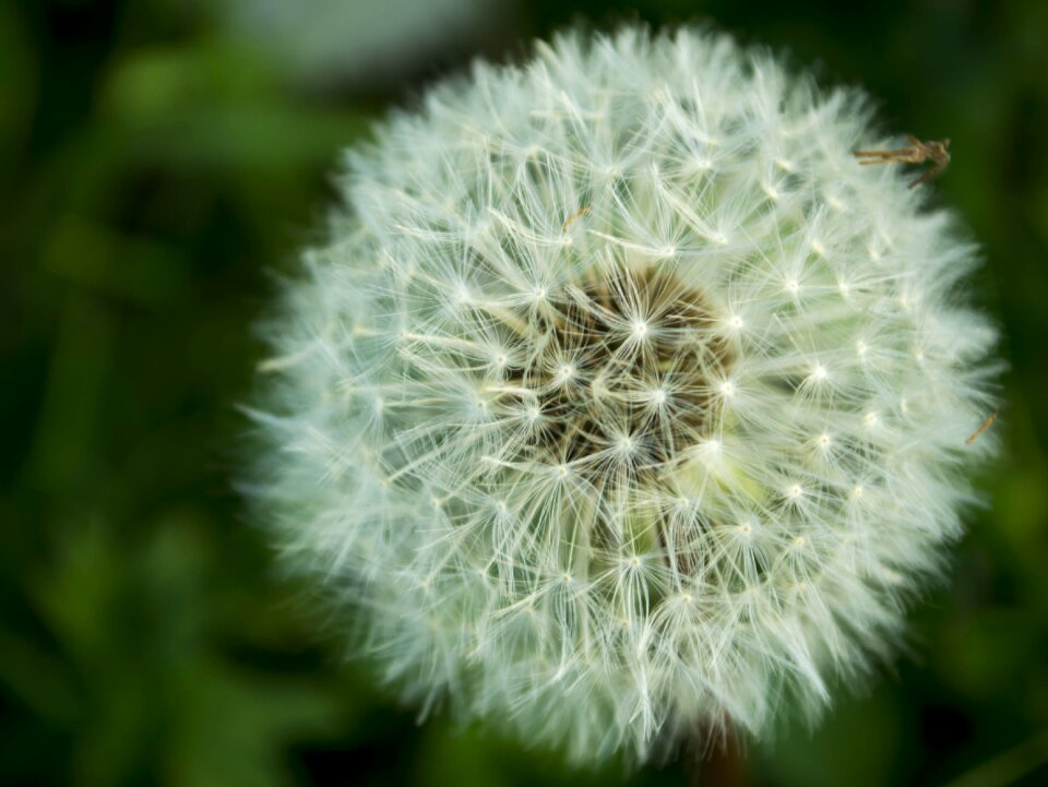 Dandelion flower Free photos