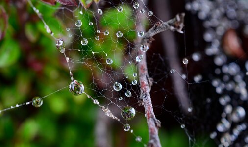 Spiderweb drop rain
