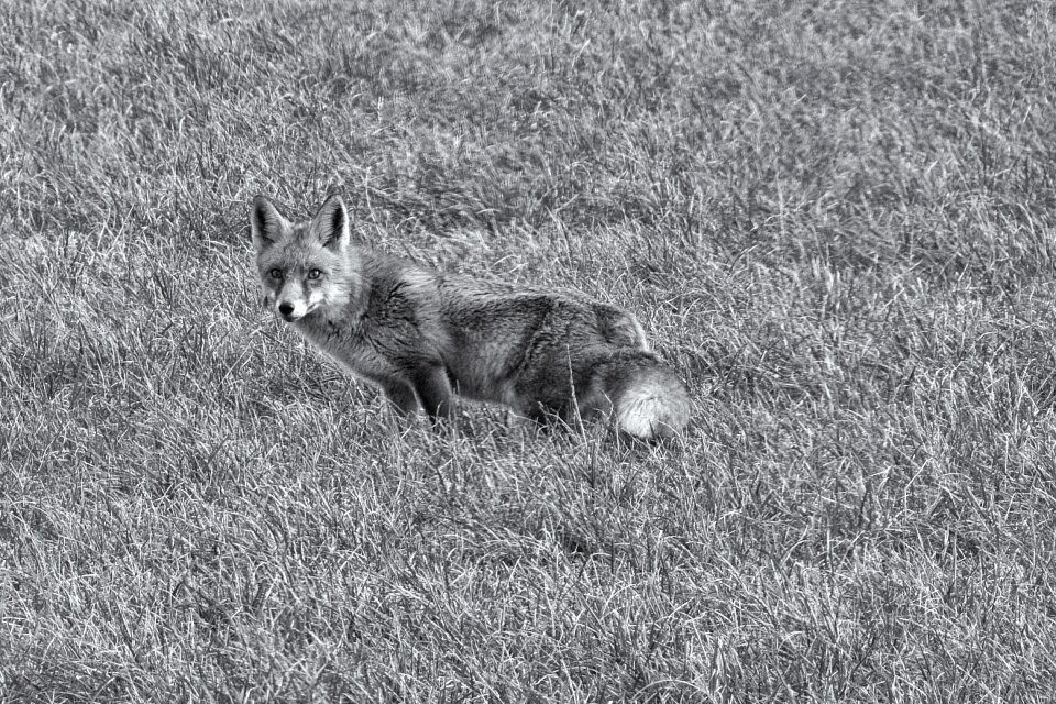 Animal world nature grass photo