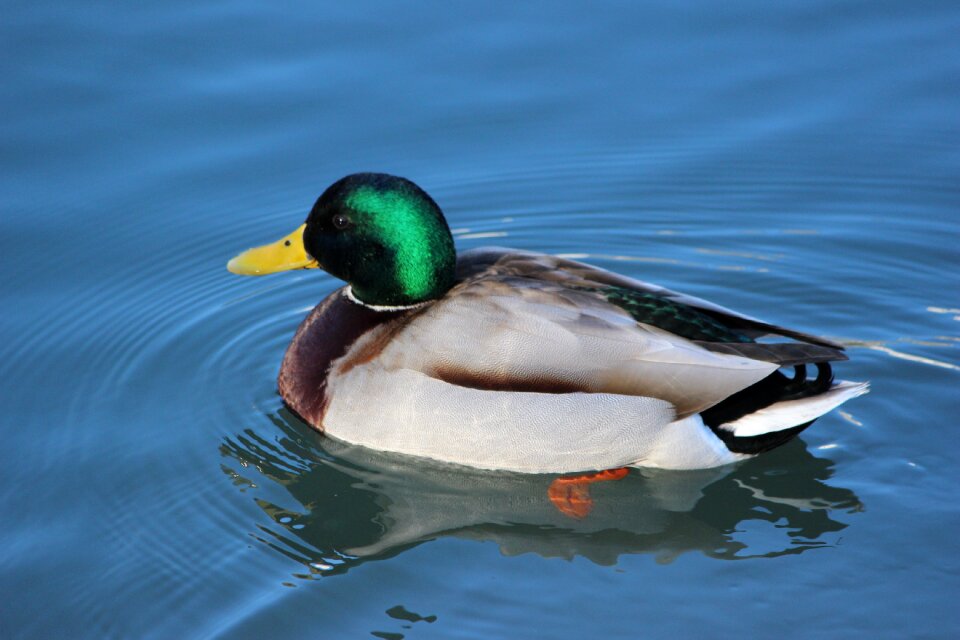 Mallard waters drake photo