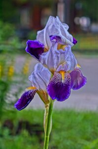 Irises beauty beautiful flower