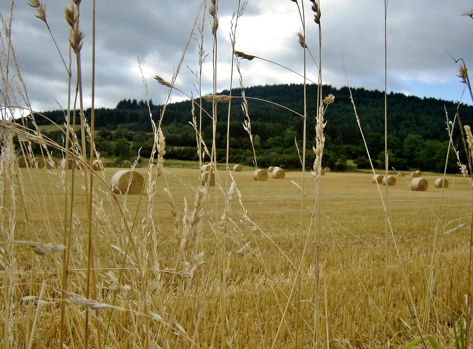 Field landscape harvest