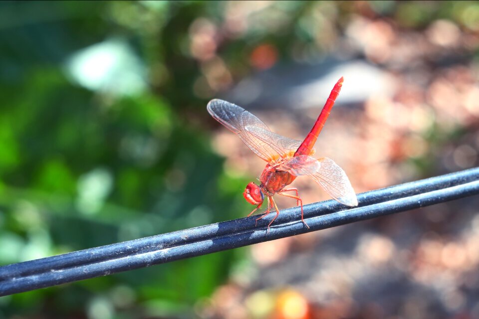 Krupnyj plan garden insect