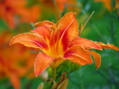 Sheet garden lily