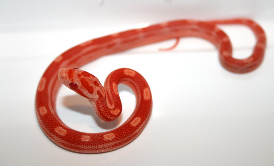 Motley reptile baby
