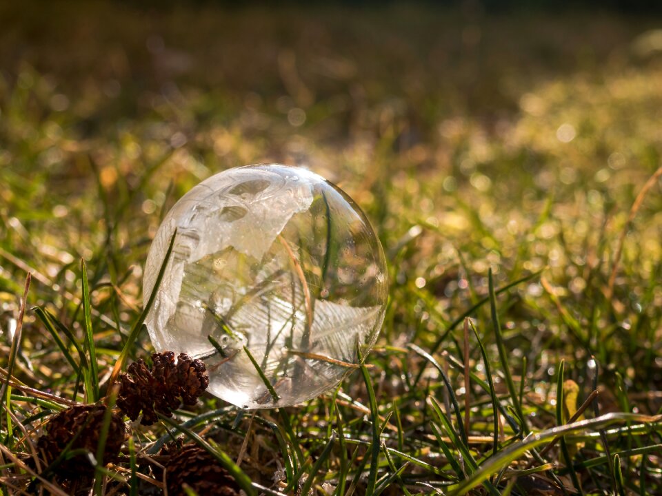 Nature frozen bubble cold