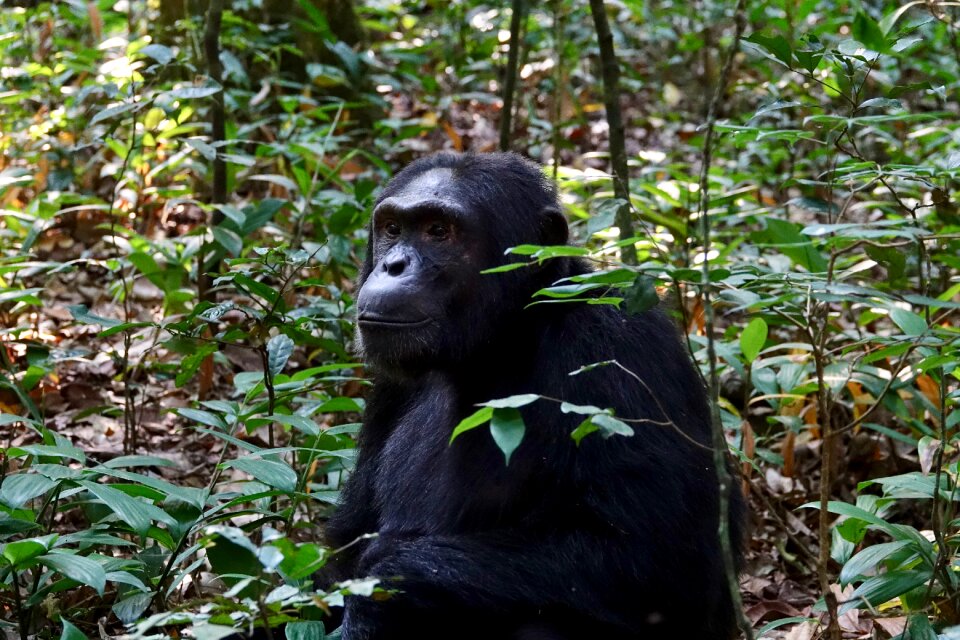 Ape wildlife chimpanzee