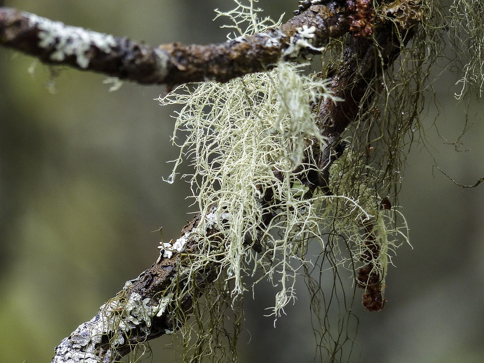 Forest nature close-up