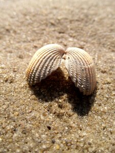 Nature sea summer