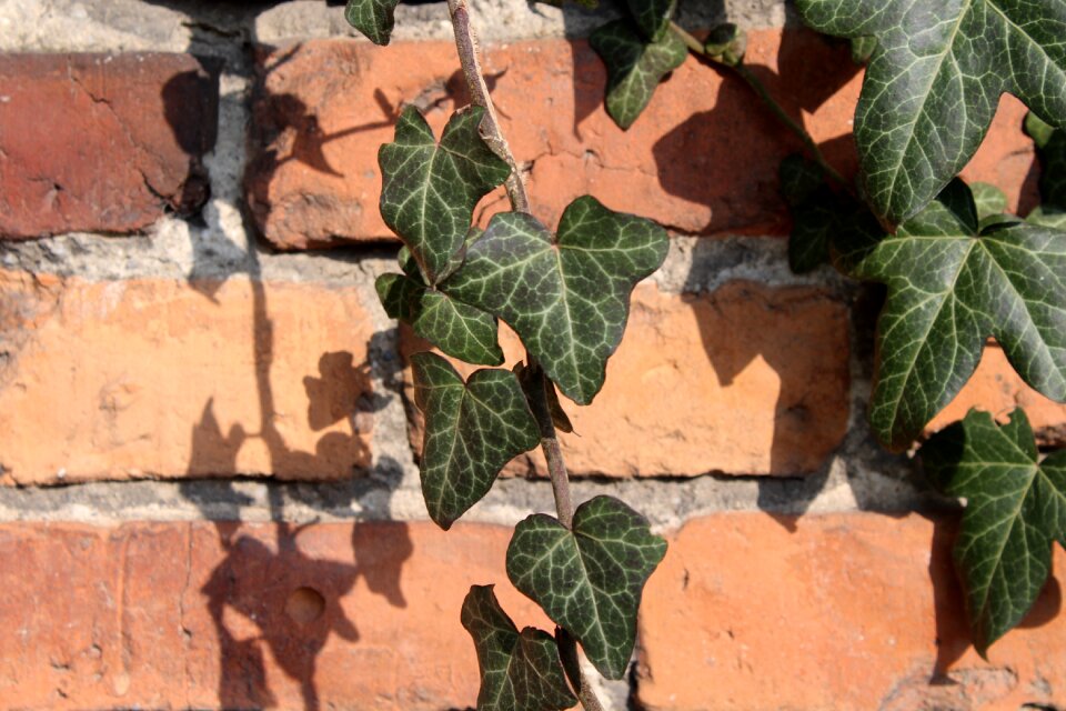 Tree plant lake dusia