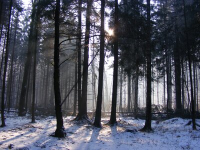 Trees frost landscape