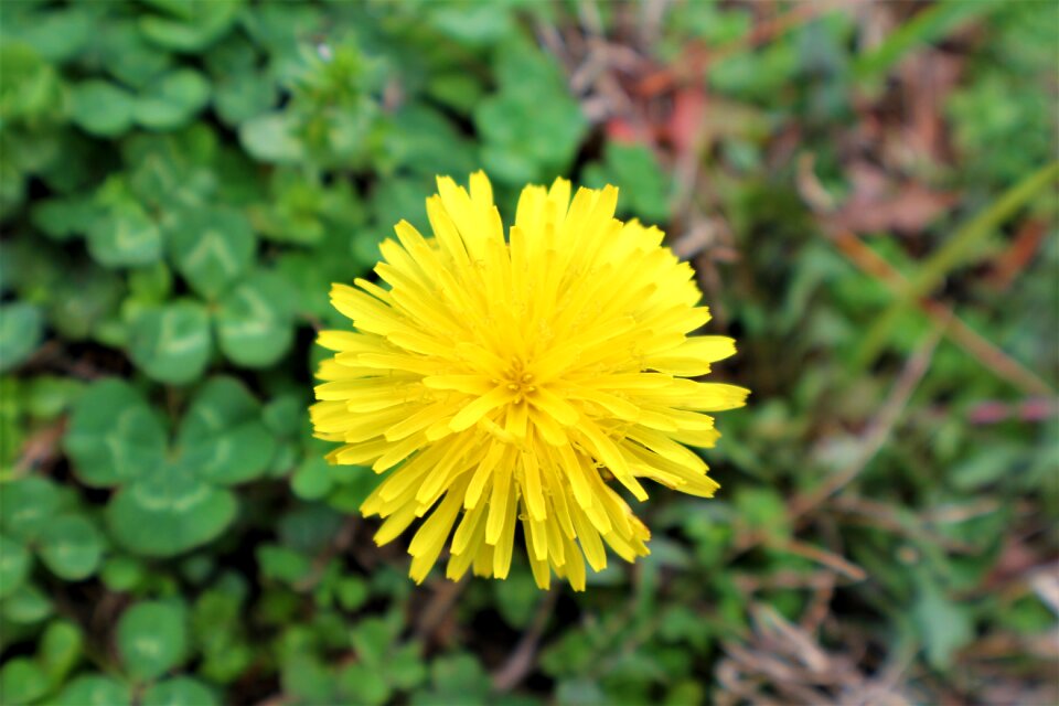 Summer leaf dandelion