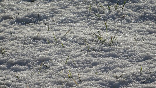 Season snow grass