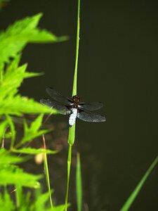 Dragonfly insects Free photos