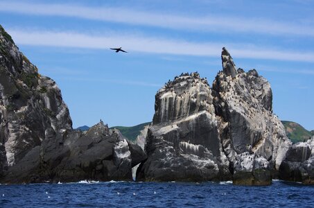 Bird island birds gulls