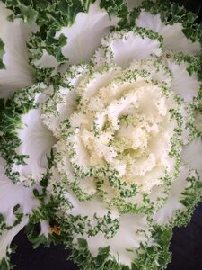 Nature decoration floral