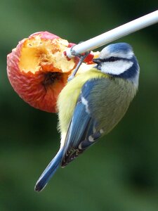 Outdoor animal ornithology