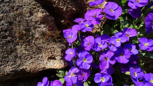 Stone garden spring purple photo