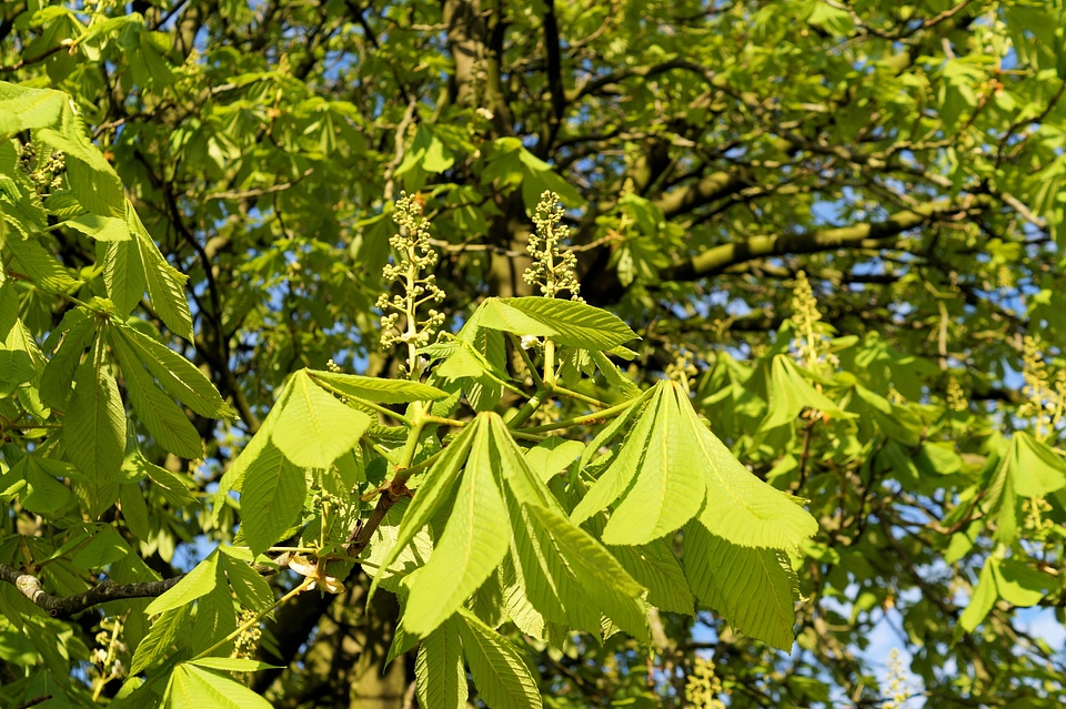 Leaves shades of green late spring