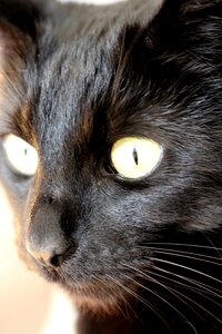 Portrait mammal black