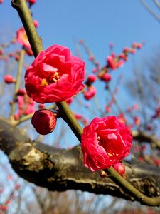 Branch nature plant