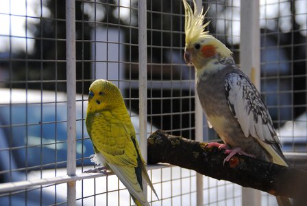 Parrot summer heat photo