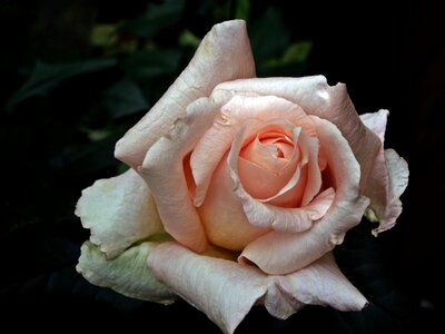Petal closeup blooms
