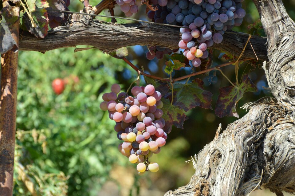 Flora fruit branch