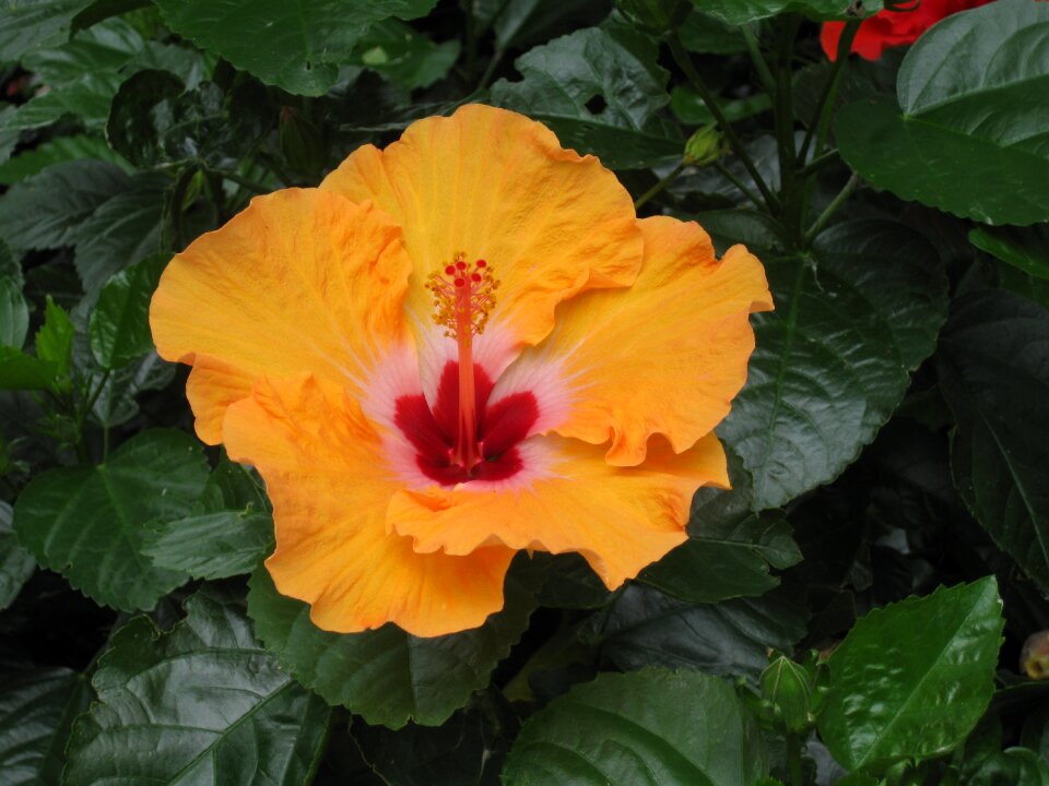 Flower garden color