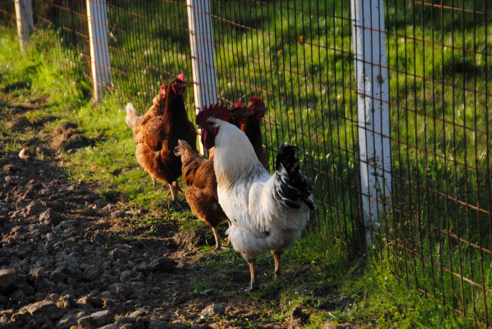 Farm bird pet photo