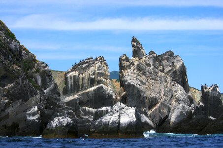 Bird island birds gulls
