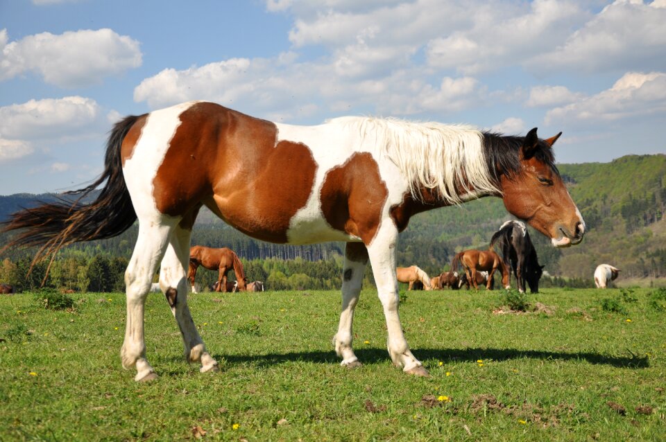 Horses vápenka stárkov