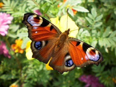 Insect nature lepidoptera photo