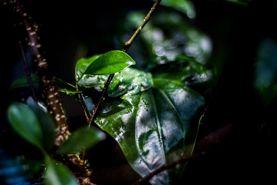 The freshness nature the frog