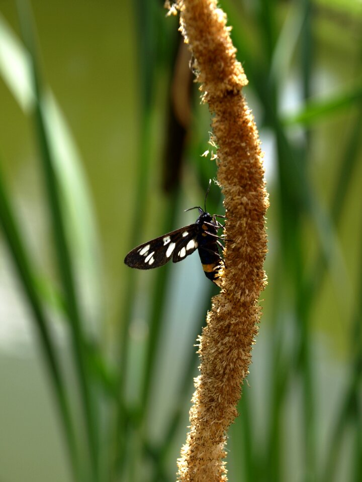 Insects nature Free photos