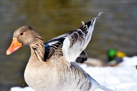 Water bird migratory bird wild bird