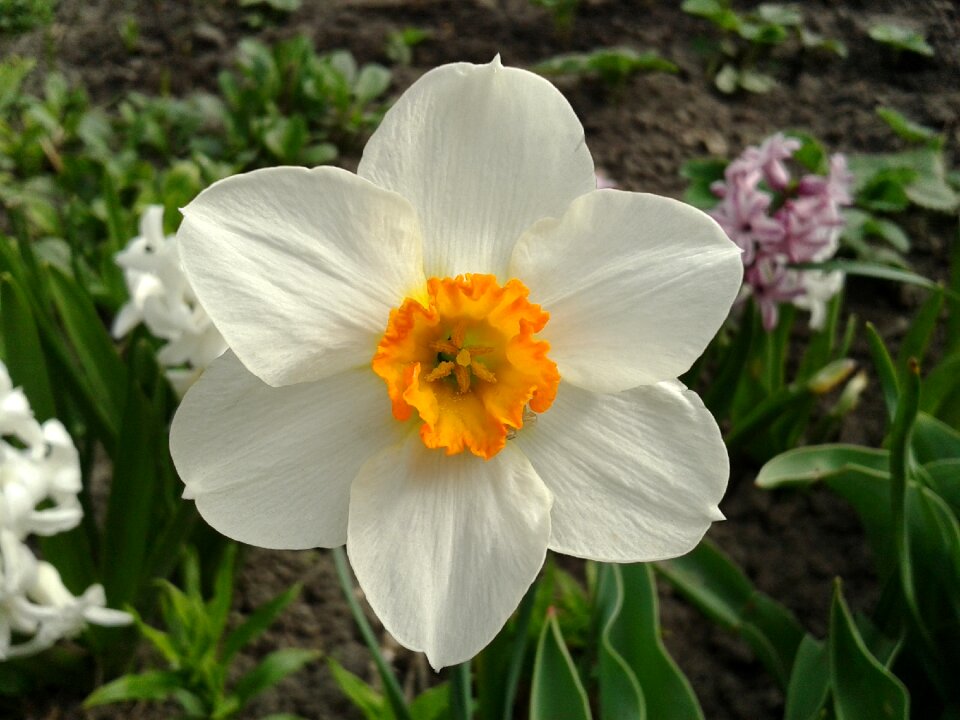 Spring centroid nature
