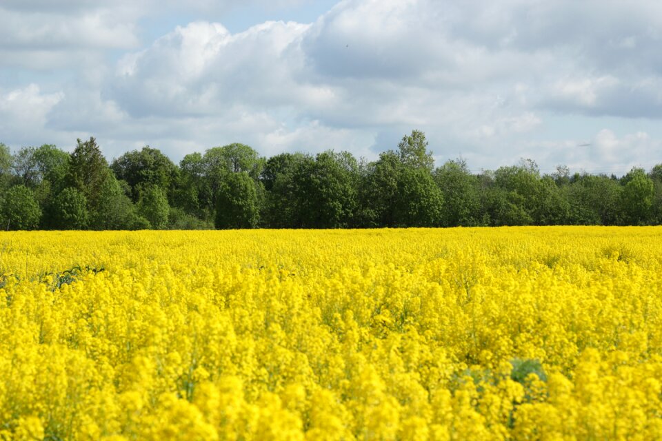 Harvest nature rape