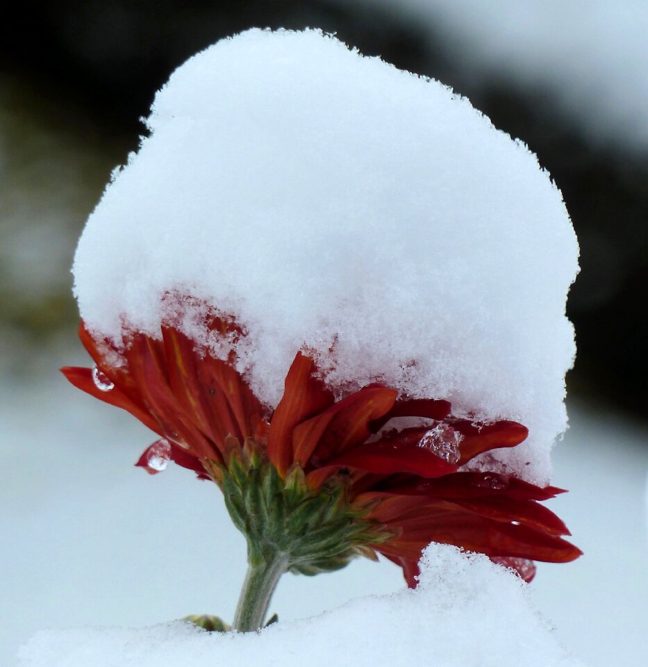 Flower winter Free photos
