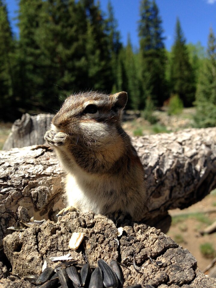 Wood animal chipmunk