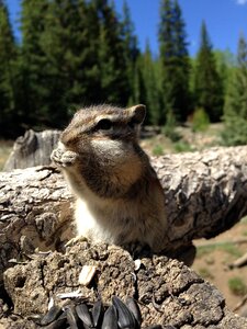 Wood animal chipmunk