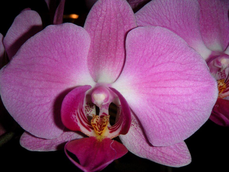 Tropicale exotic orchid