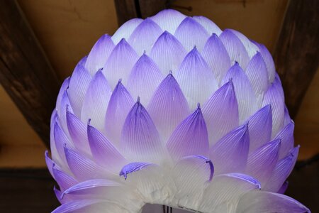 Color wallpaper lotus