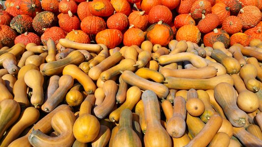 Market vegetables healthy