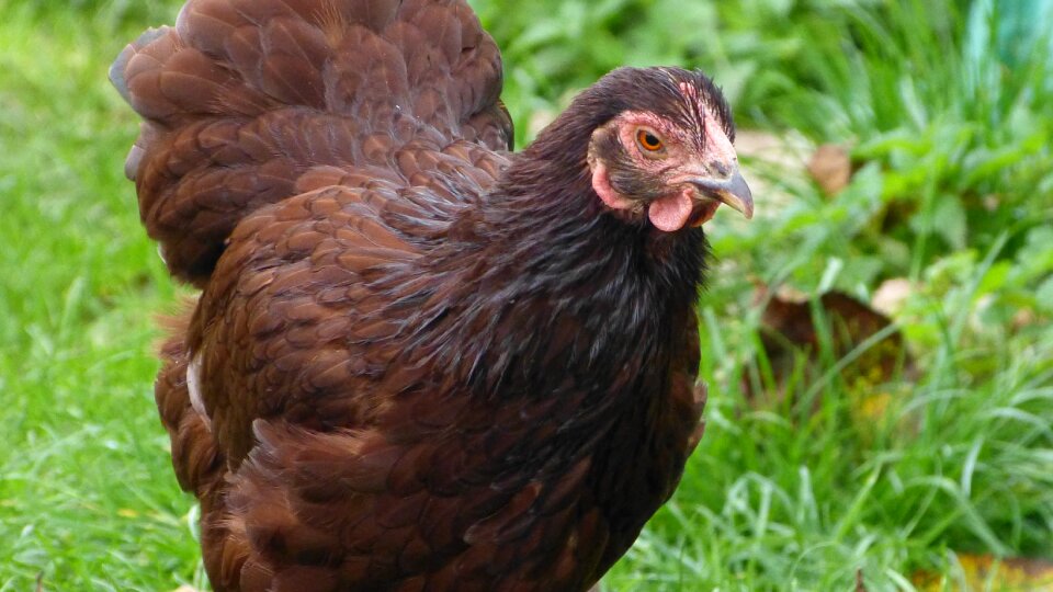 Chicken poultry chickens