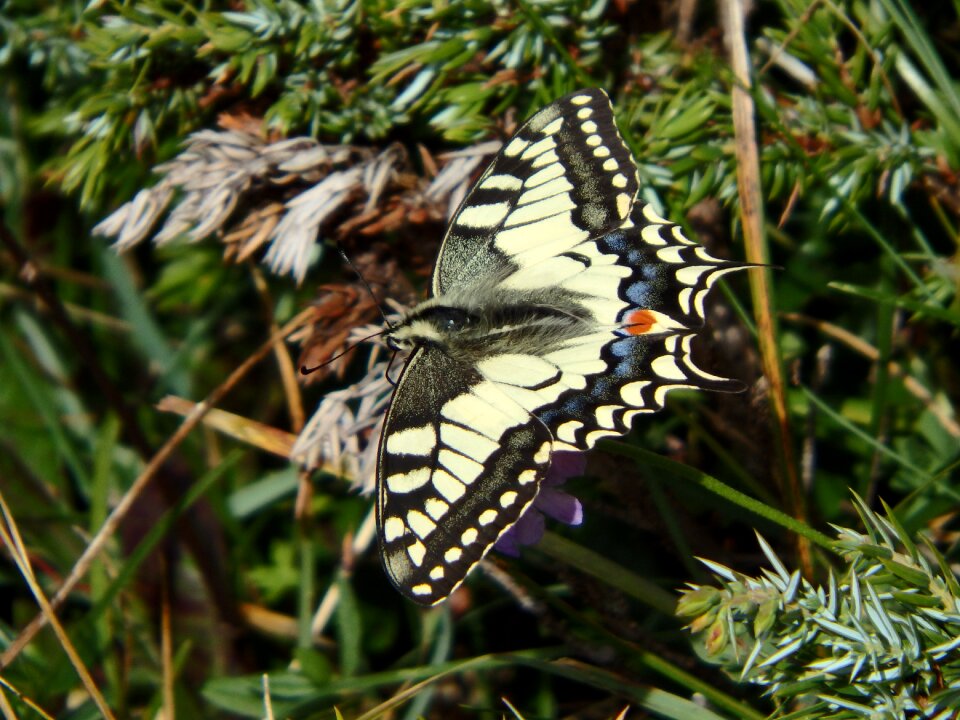 Insect butterfly wing