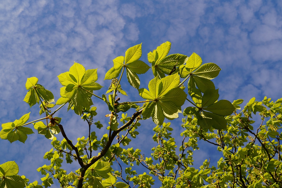 Canopy foliage spring